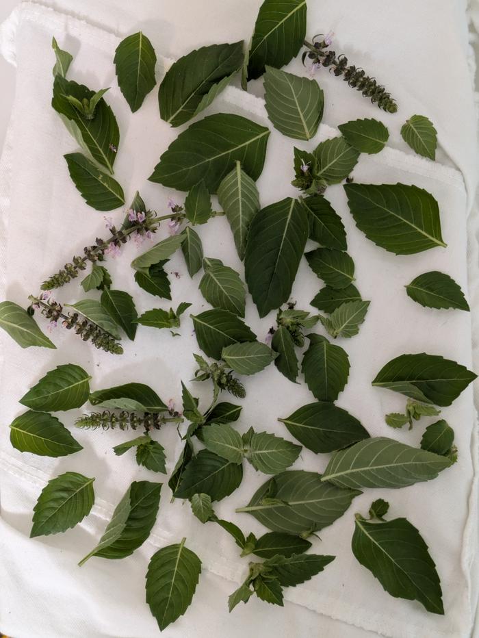 Air drying tulsi