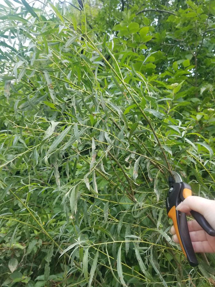 harvesting salix nigra