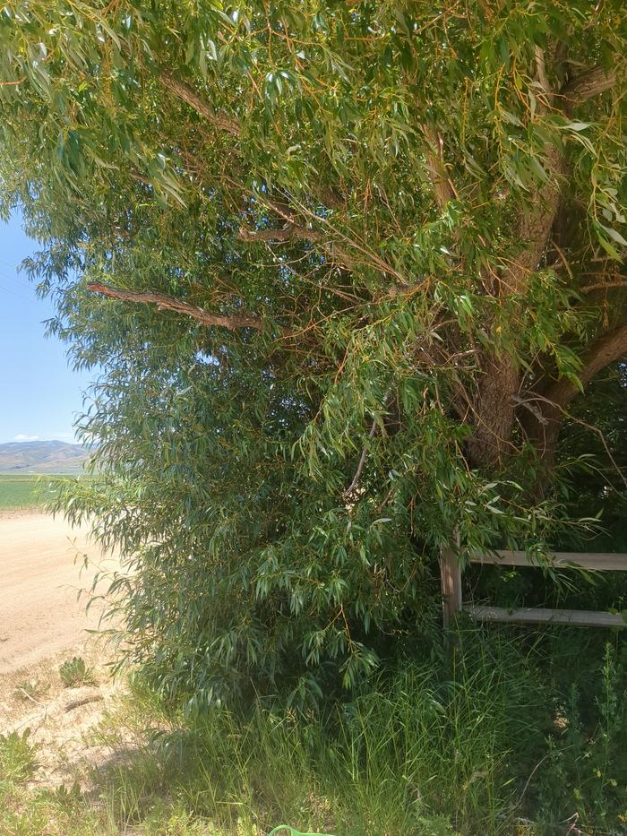 One of the two white willow trees.