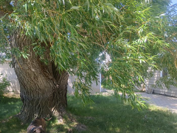 The second tree.
