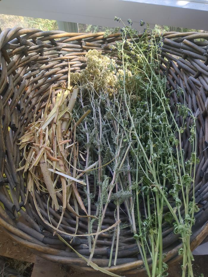Bark drying in a basket alongside some other herbs I collected.