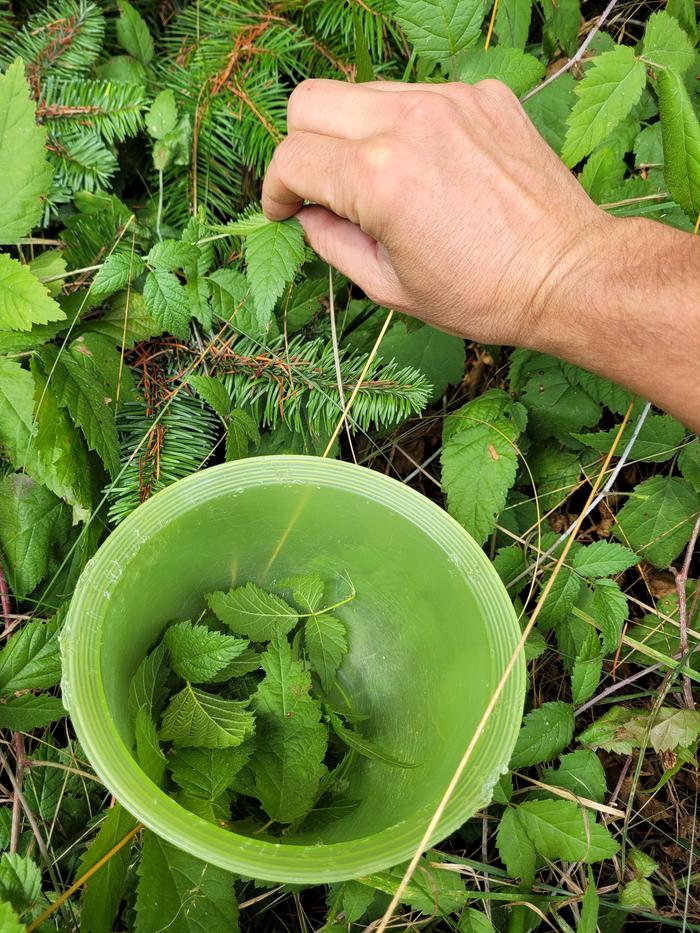 Harvesting