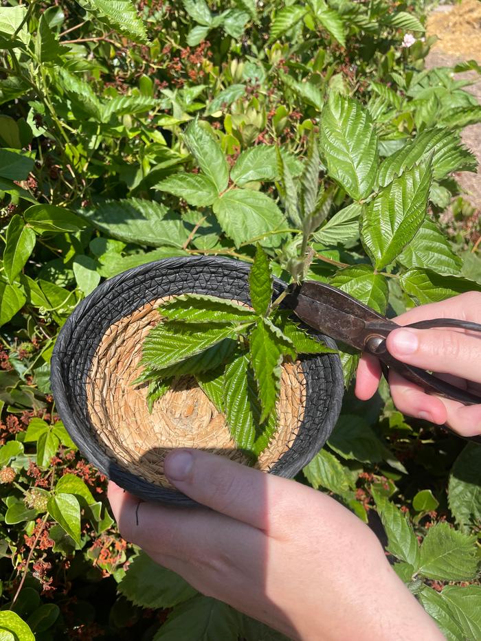 I picked some young blackberry from my yard