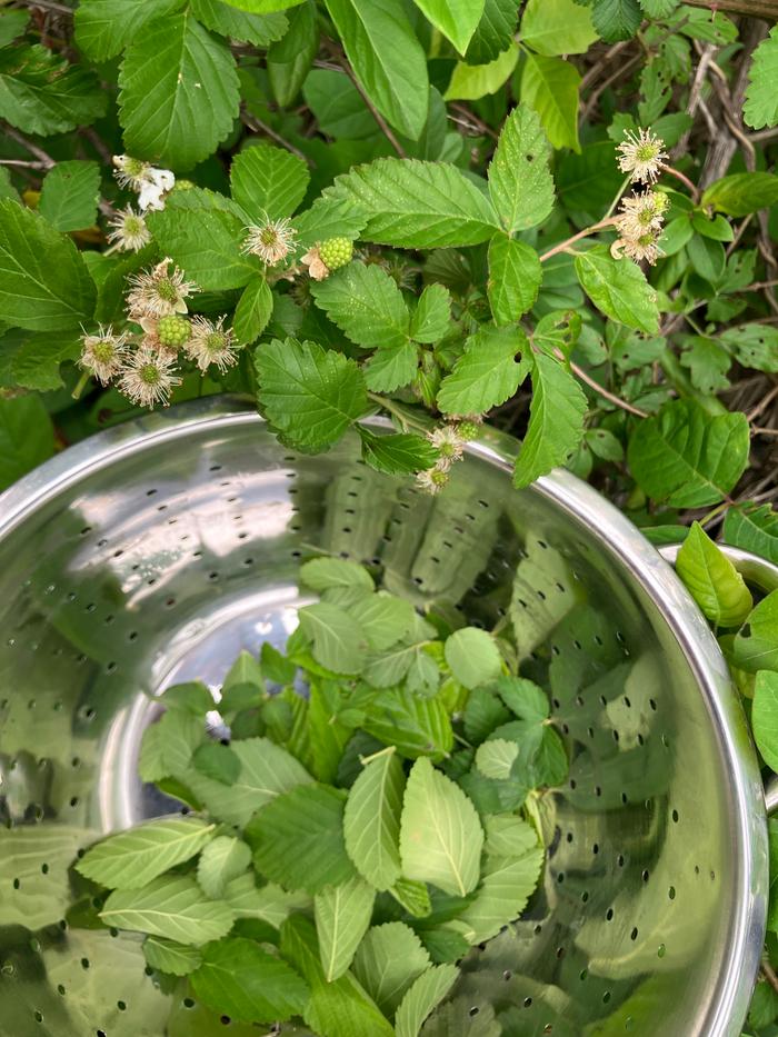 Harvesting blackberry leaves