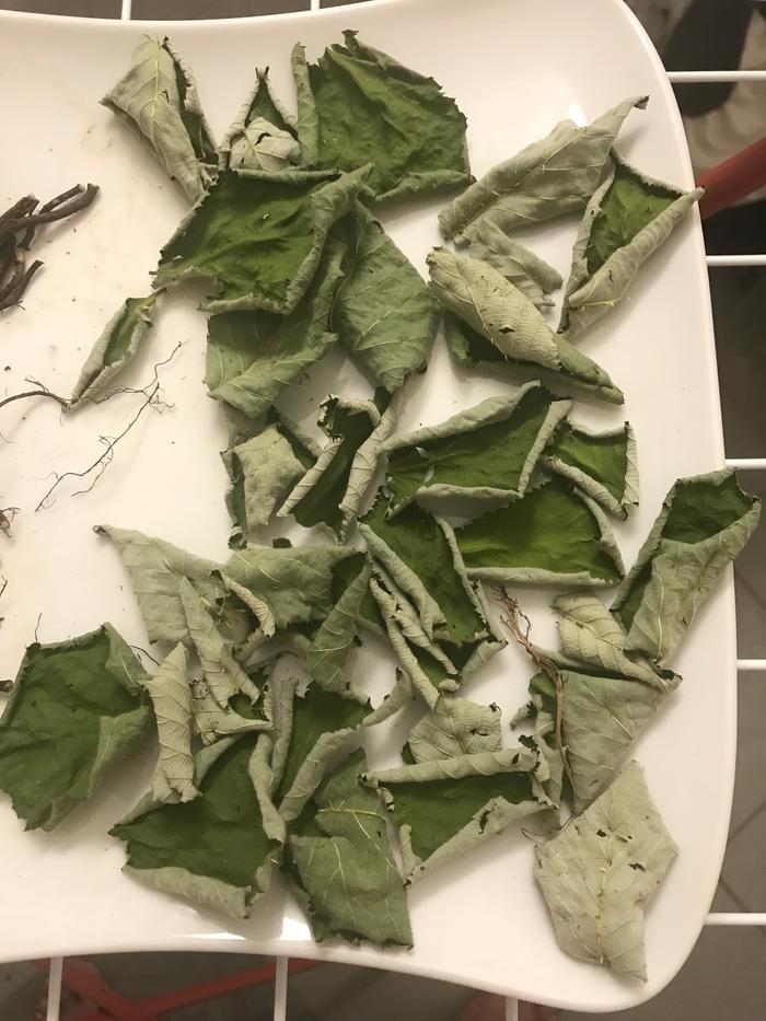 dried,