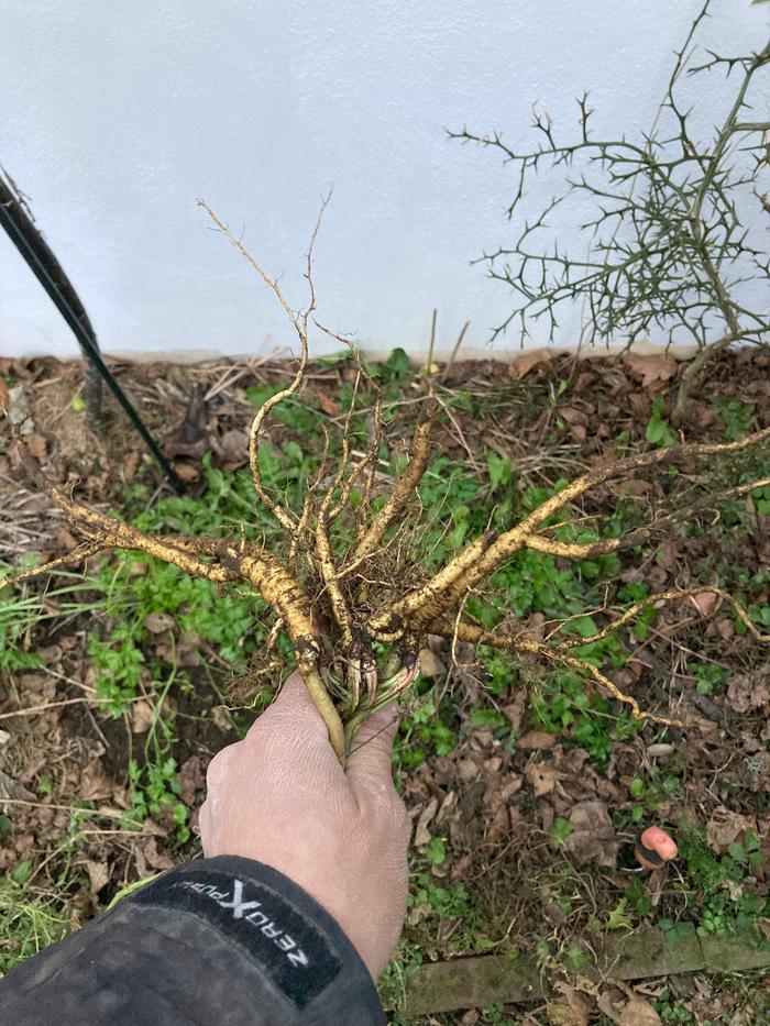 Harvested marshmallow root
