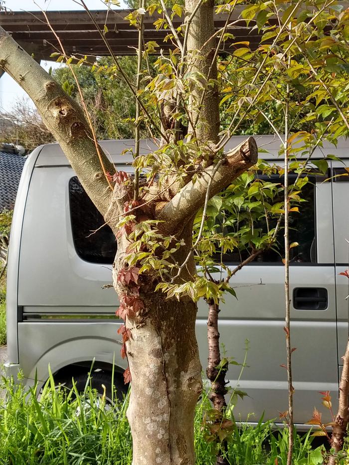 What is this tree? Some kind of maple?