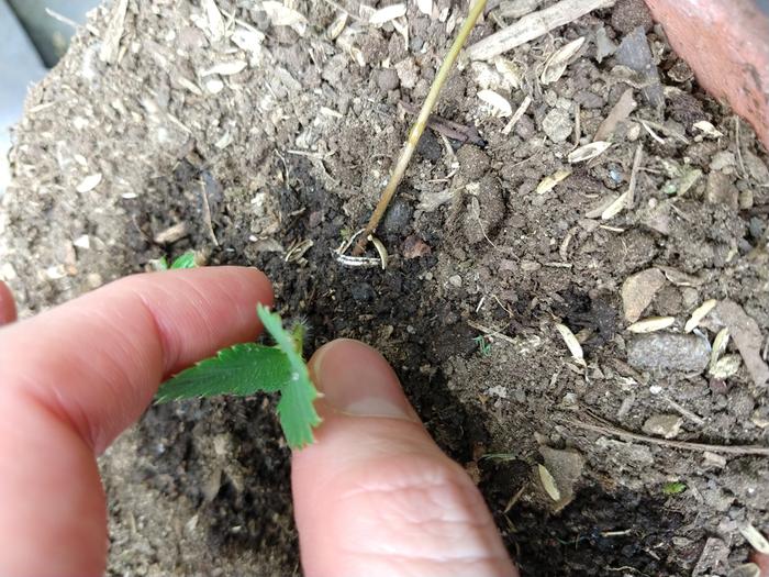 propagating strawberries