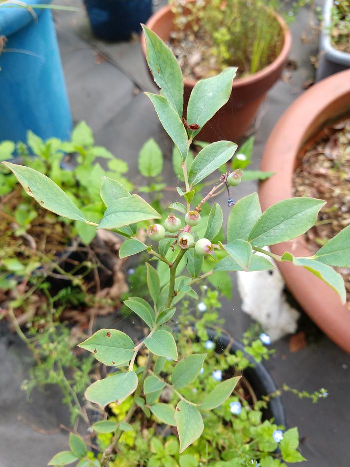 blueberry plant