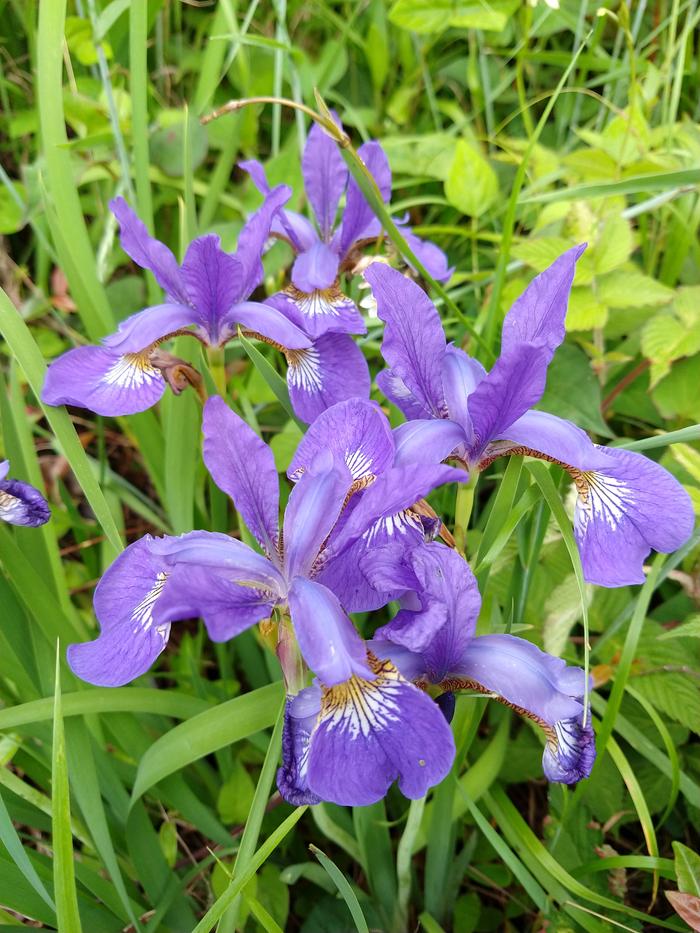 (siberian?) irises