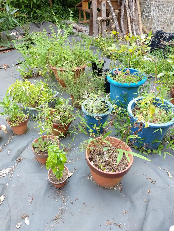 Even the herb pots are overgrown with weeds!