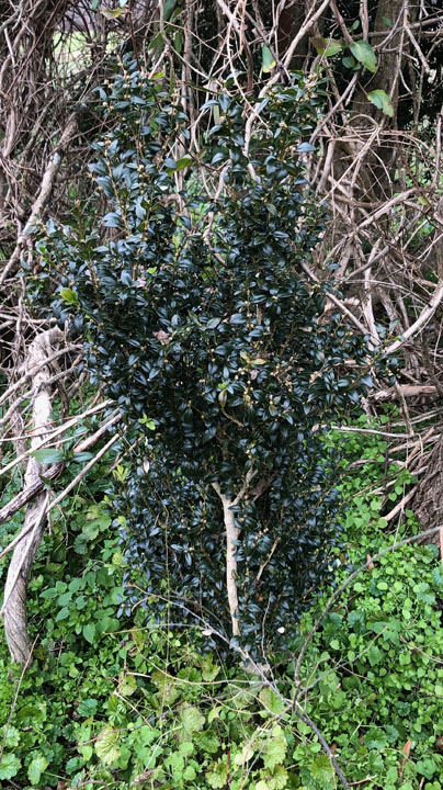 [Thumbnail for Doesn-t-look-like-boxwood.jpg]