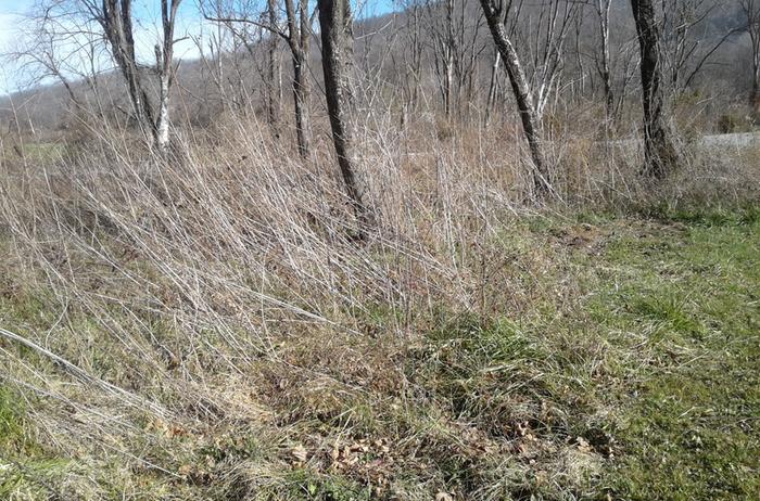 [Thumbnail for 20201210_thick-weeds.jpg]