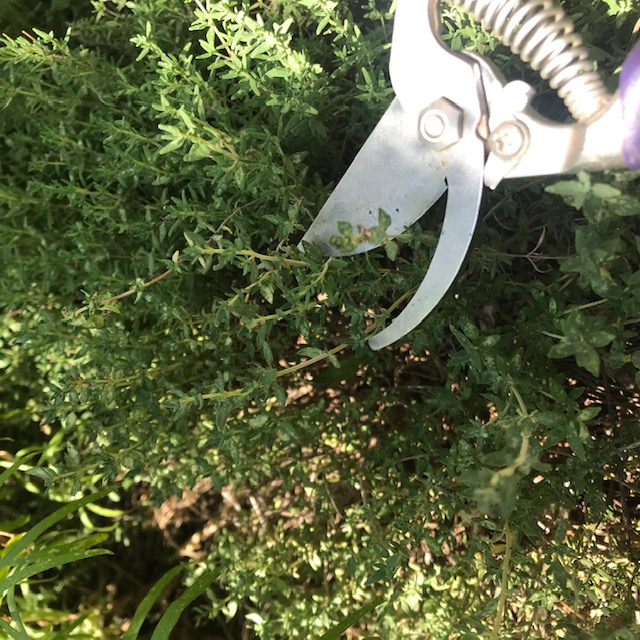 Clipping more thyme from my herb garden