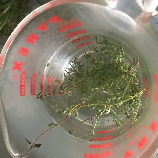 Steeping the herb in water.