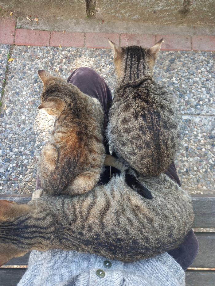 Cats in Beylerbeyi, Istanbul