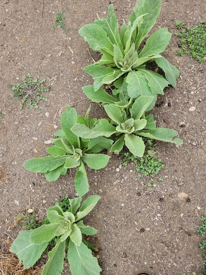 Mullein before harvest.
