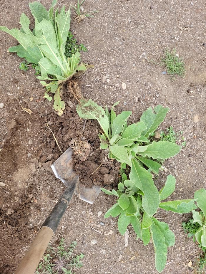 Mullein root being harvested.