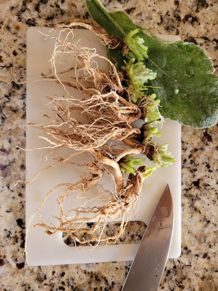 Roots cleaned up.