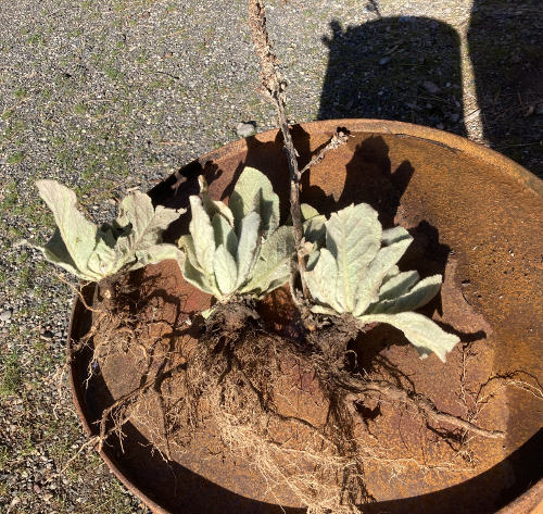 Just harvested Mullein 