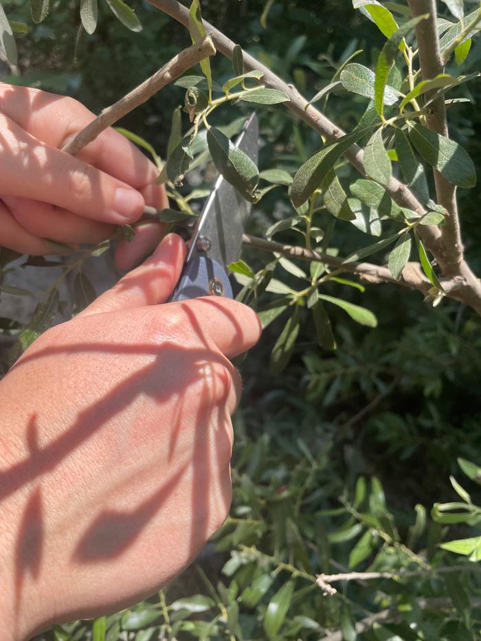 Harvesting the willow bark