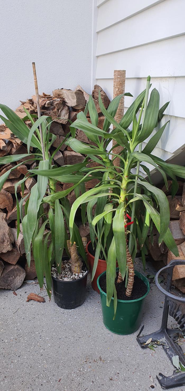 repotted yucca