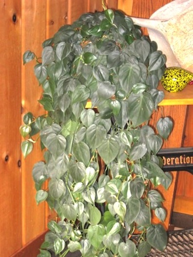 [Thumbnail for Heartleaf-Philodendron-2.jpg]