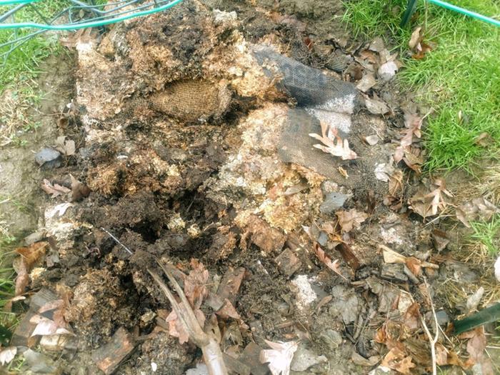This shot of bed 2 was taken January 1, 2021. Uncovered burlap and forked out a bit. Still smells like mycelium.