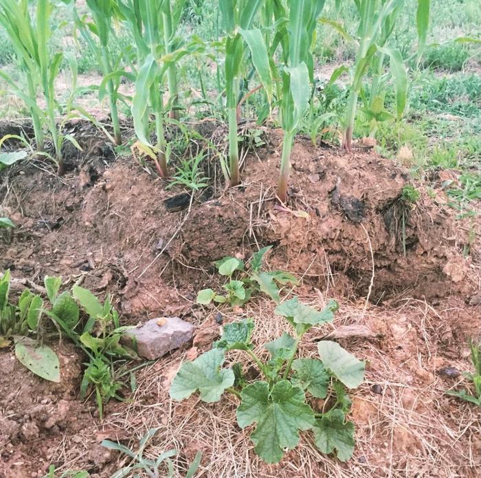 Polyculture with comfrey 