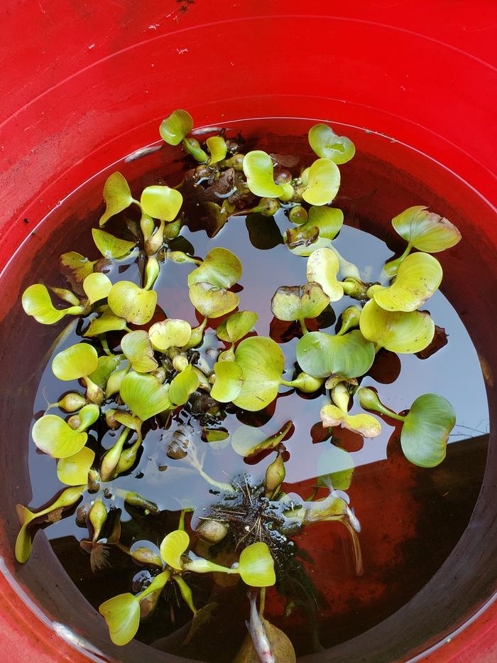 tiny frog pond in container with water plants