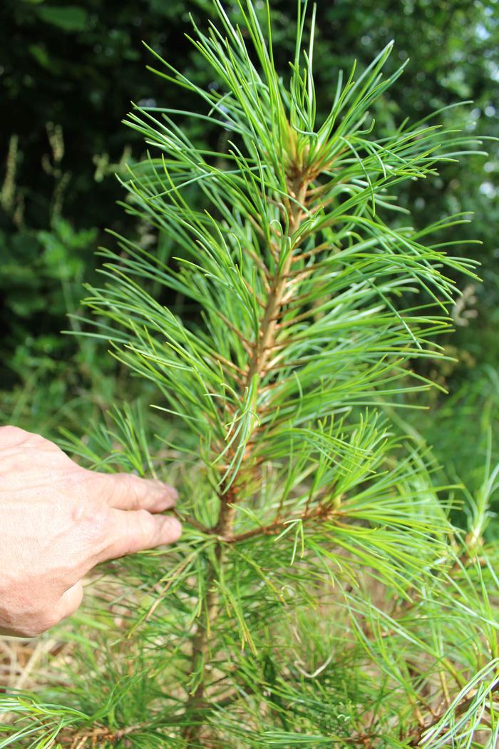 This year's growth from where I'm pointing