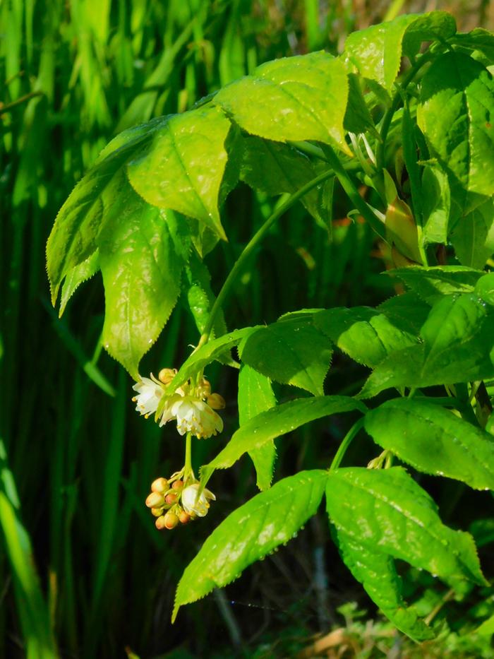 bladdernut-Staphylea-pinnata-flowers-detail