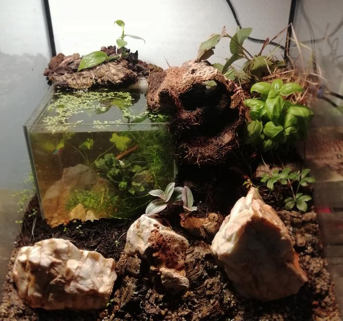 Aquarium inside a terrarium!