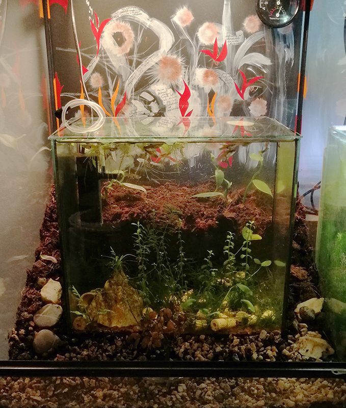 The aquarium in the terrarium