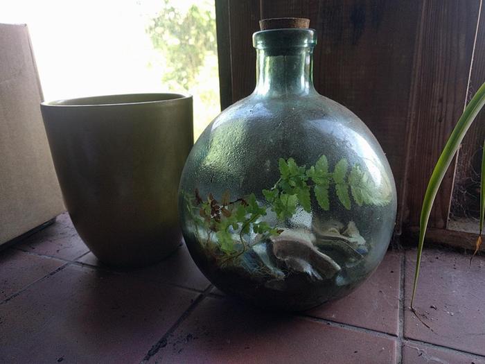Accidental terrarium