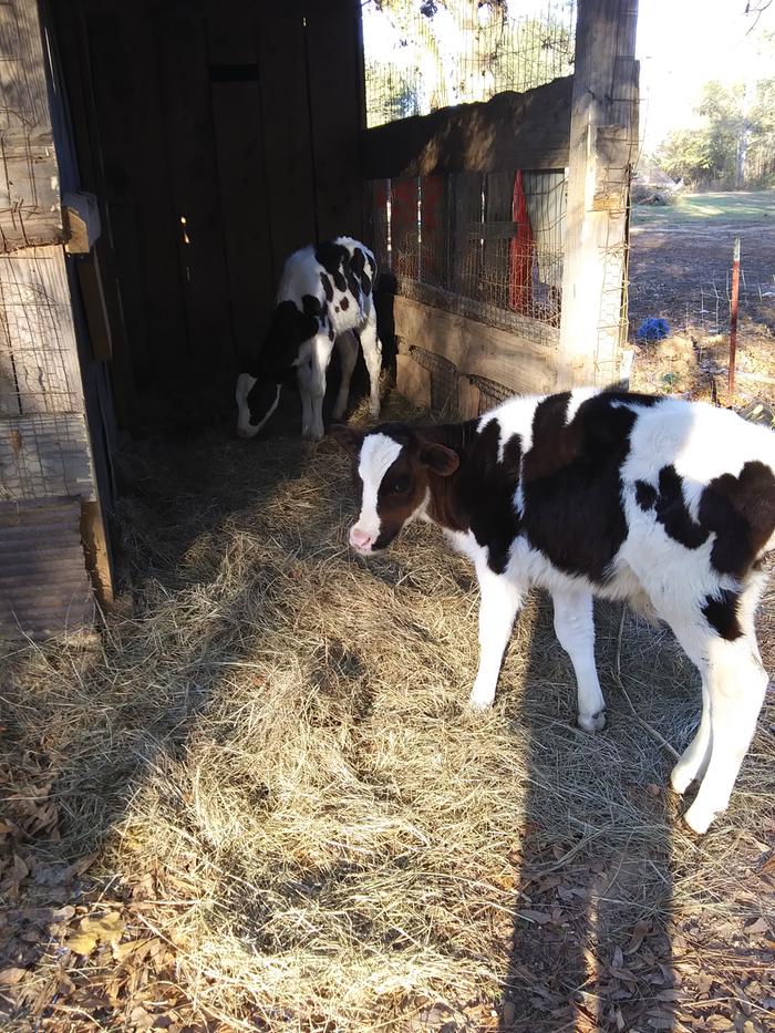 The cows