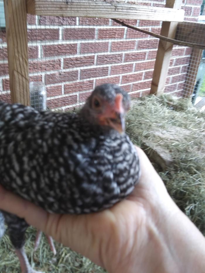 This is Henny 