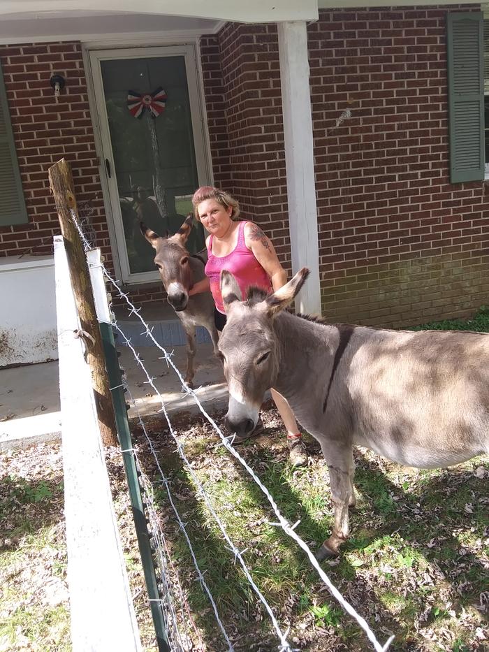 I baby sat to neighbors donkeys