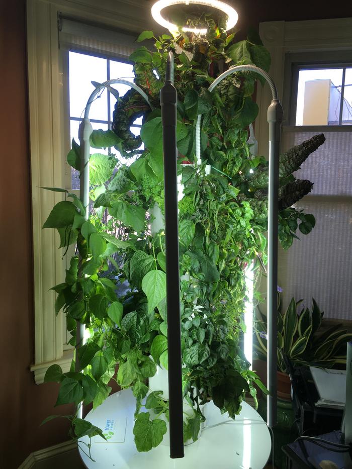 The whole tower garden