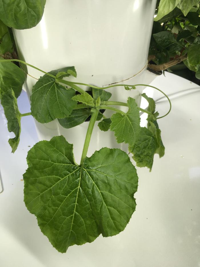 My zucchini