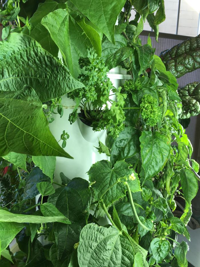 parsley, green beans, banna peppers, and cucumber :)