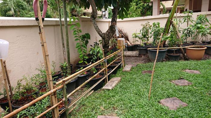 Fruit trees in preparation begin of 2020