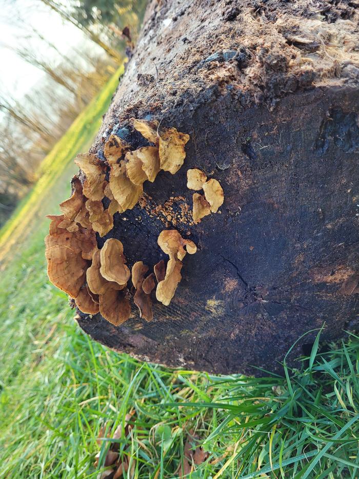 Some mushrooms growing on the logs I'm adding.