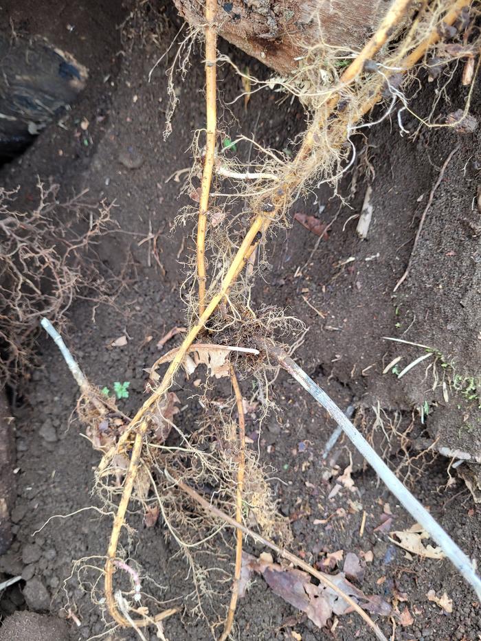 Nettle roots ready to plant.