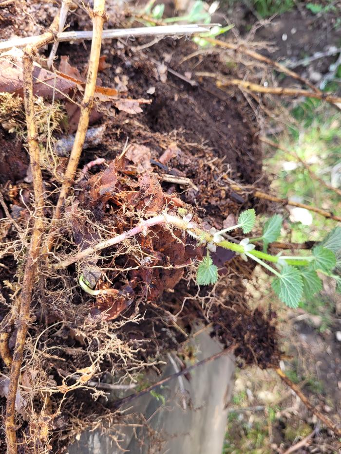 Another nettle to plant.