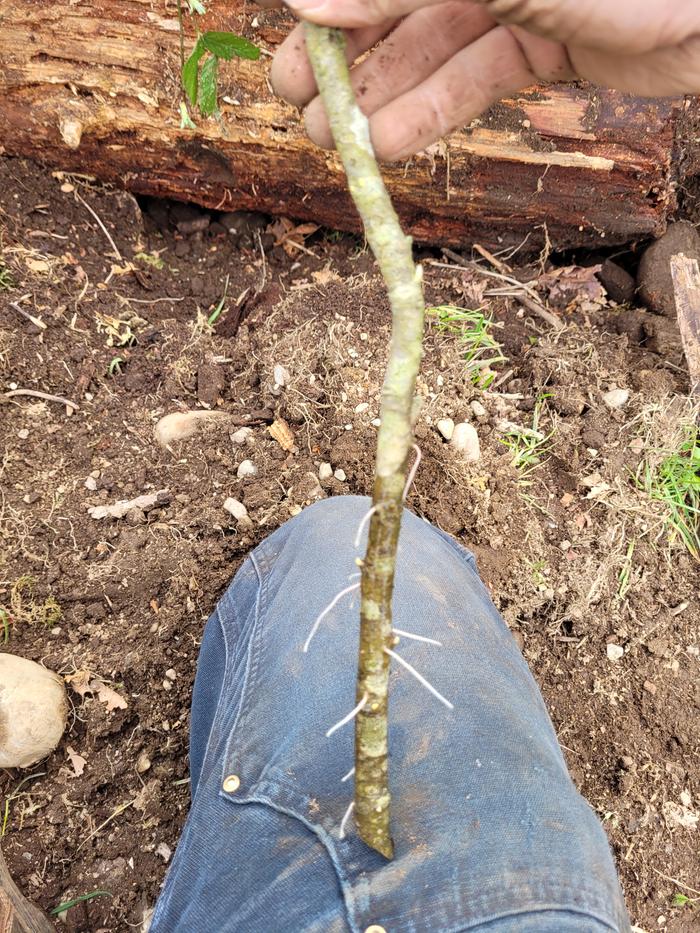 Willow that I rooted in a bucket of water.