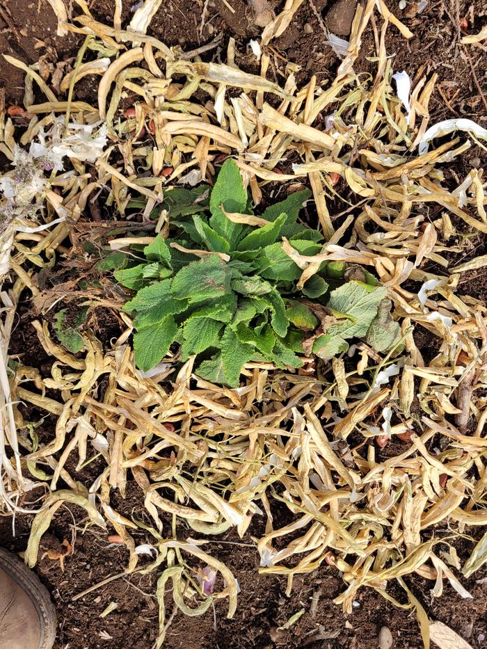 Pea husk mulch around a foxglove.