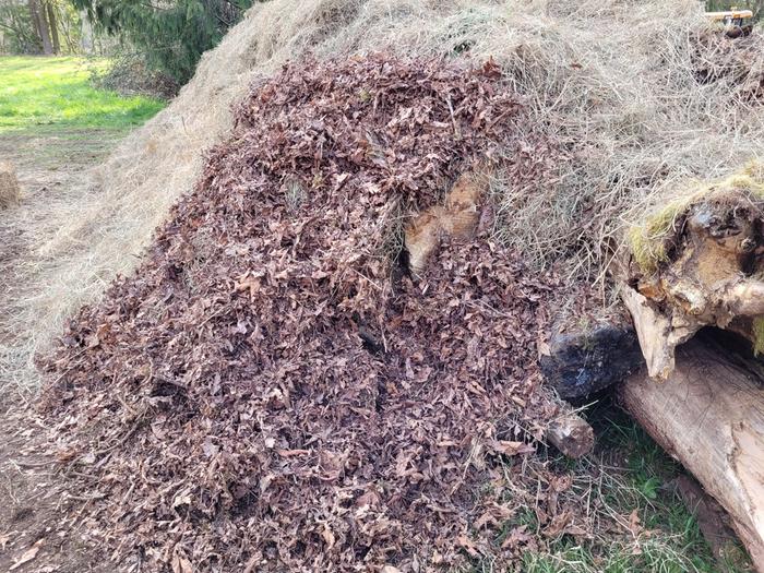 Bigleaf Maple leaf mulch.