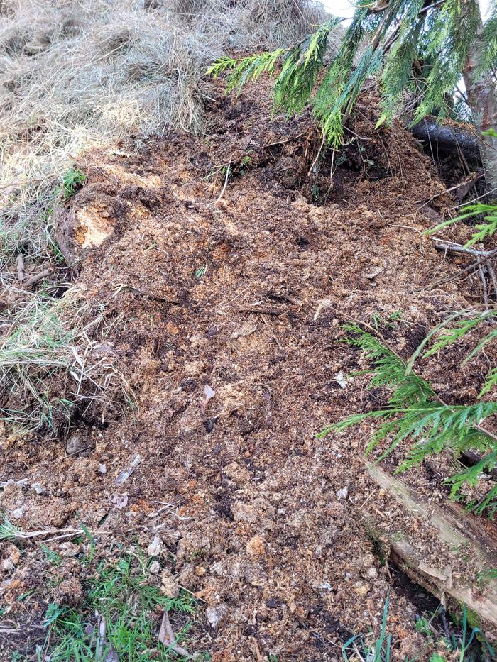 Hardwood sawmill shavings.