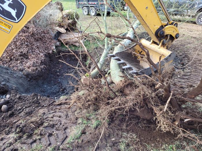 Vine maple ready to go into hole dug at the end of the Hügelkultur.